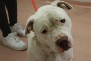 Mixed Breed Dogs Available for Adoption in Columbia, South Carolina - IVY | PetCurious