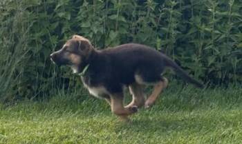 Puppy Caty -  German Shepherd Dog Dog Available for Adoption in Fulton, California - Puppy Caty | PetCurious