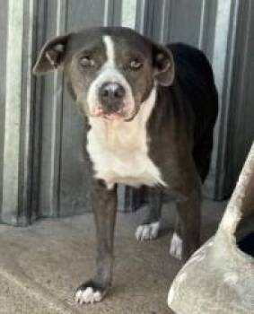 Dee -  Pit Bull Terrier and Mixed Breed Dog for Adoption in West Memphis, Arkansas - Dee | PetCurious