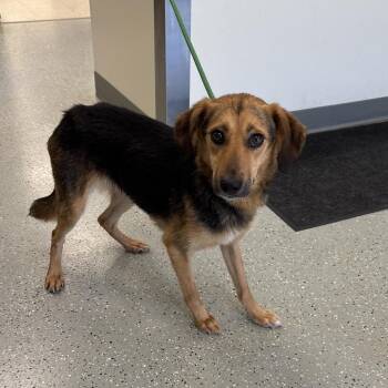 Eric -  Collie and Mixed Breed Dog for Adoption in Galax, Virginia - Eric | PetCurious