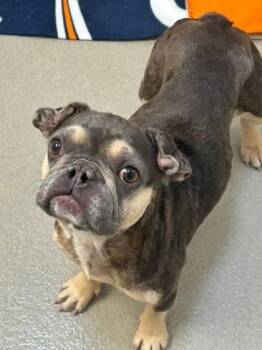 Ophelia -  French Bulldog and Mixed Breed Dog for Adoption in Roseville, California - Ophelia | PetCurious
