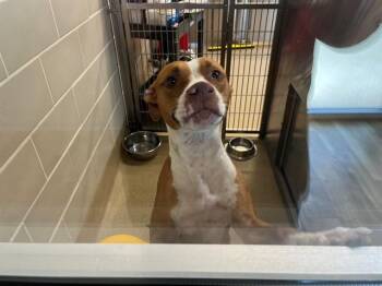 REBA -  American Staffordshire Terrier and Mixed Breed Dog for Adoption in Grand Prairie, Texas - REBA | PetCurious