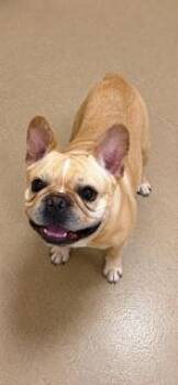 Tina -  French Bulldog Dog for Adoption in Tifton, Georgia - Tina | PetCurious