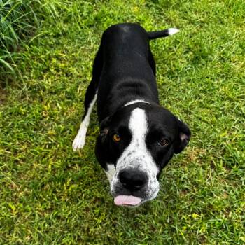 Sharpie -  Mixed Breed Dog for Adoption in Brownsboro, Alabama - Sharpie | PetCurious