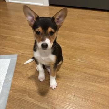 Mixed Breed Dogs Available for Adoption - Goldenrod | PetCurious