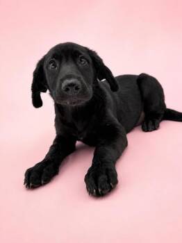 Jane -  Labrador Retriever and Mixed Breed Dog for Adoption in Bowling Green, Kentucky - Jane | PetCurious