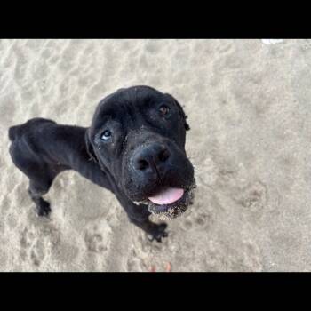 Rescue Mixed Breed Dogs for Adoption in Frederiksted, St. Croix - Linda | PetCurious