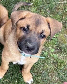 PennieDragon (LtBlueCollar) -  Boxer and Mixed Breed Dog for Adoption in Simcoe, Ontario - PennieDragon (LtBlueCollar) | PetCurious