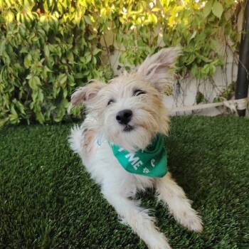 Rescue Terrier Dogs for Adoption in San Diego, California - Angel | PetCurious