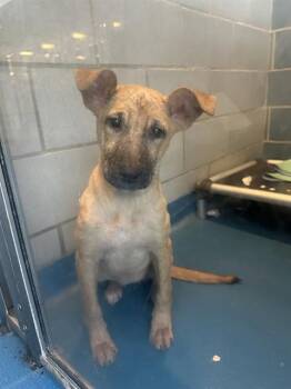 Mixed Breed Dogs Available for Adoption - FRANKIE | PetCurious