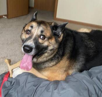 Torvi -  German Shepherd Dog and Husky Dog for Adoption in Columbia, Illinois - Torvi | PetCurious