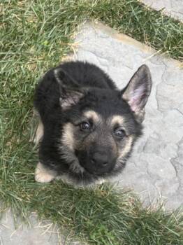 Hendrix -  Mixed Breed Dog for Adoption in West Chester, Pennsylvania - Hendrix | PetCurious