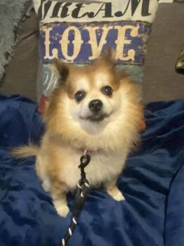 Pomeranian Dogs Available for Adoption - Scooter | PetCurious