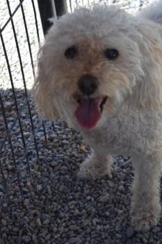 Bichon Frise and Mixed Breed Dogs Available for Adoption in Pahrump, Nevada - Maize | PetCurious