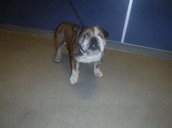 LUIS -  English Bulldog and Mixed Breed Dog for Adoption in Doral, Florida - LUIS | PetCurious
