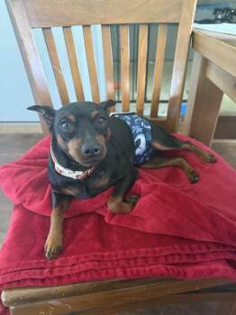 Miniature Pinscher Dogs Available for Adoption in Fort Wayne, Indiana - Rusty | PetCurious