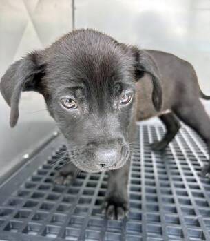 Mixed Breed Dogs Available for Adoption in Nashville, Tennessee - Newspaper | PetCurious
