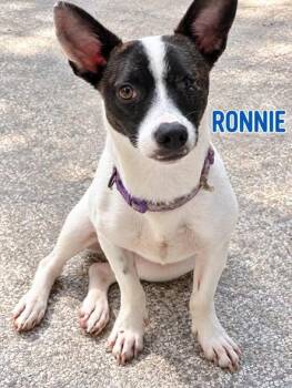 Ronnie -  Jack Russell Terrier Dog for Adoption in Lucas, Texas - Ronnie | PetCurious