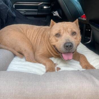 Guera -  American Staffordshire Terrier Dog for Adoption in Houston, Texas - Guera | PetCurious