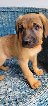 Hound Dogs Available for Adoption - Boyne | PetCurious