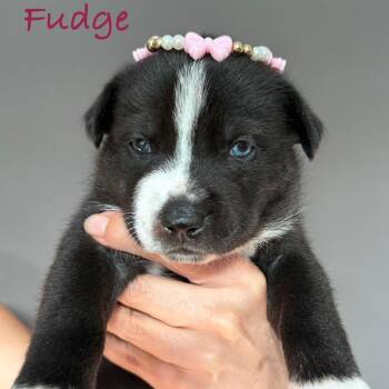 Husky Dogs Available for Adoption in Oceanside, California - Fudge | PetCurious