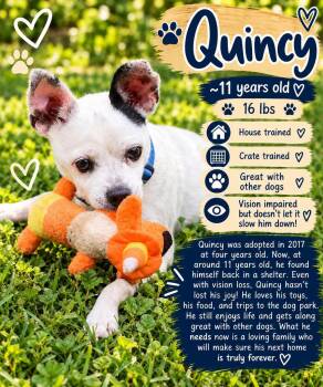 Quincy -  Jack Russell Terrier Dog for Adoption in Fort Worth, Texas - Quincy | PetCurious