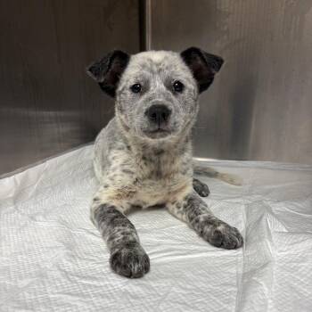 Zuma -  Mixed Breed Dog for Adoption in Columbiana, Alabama - Zuma | PetCurious