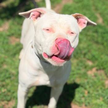 Mariah -  Mixed Breed Dog for Adoption in Huntington, West Virginia - Mariah | PetCurious