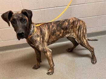 MAGGIE -  Great Dane Dog for Adoption in Colorado Springs, Colorado - MAGGIE | PetCurious