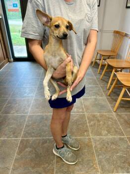 Tanner -  Feist Dog for Adoption in Monticello, Mississippi - Tanner | PetCurious