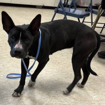 Rescue Shepherd and Basenji Dogs for Adoption in East St. Louis, Illinois - Harvest | PetCurious