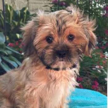 Nash(#379) -  Shih Tzu and Cavalier King Charles Spaniel Dog for Adoption in Twin Lakes, Wisconsin - Nash(#379) | PetCurious