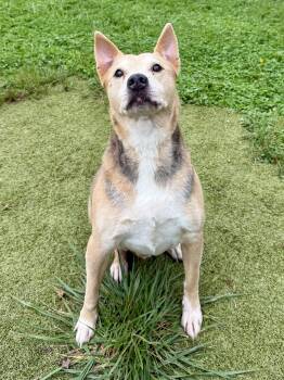 Rusty -  Mixed Breed Dog for Adoption in Wooster, Ohio - Rusty | PetCurious