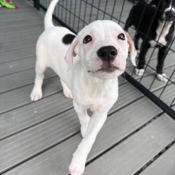 Vienna -  Mixed Breed Dog for Adoption in Bradenton, Florida - Vienna | PetCurious