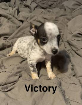 Victory -  Australian Cattle Dog Blue Heeler Dog for Adoption in Topeka, Kansas - Victory | PetCurious