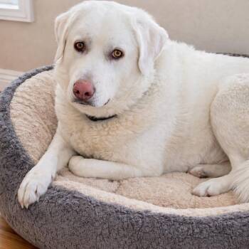 Great Pyrenees Dogs Available for Adoption - BRITNEY | PetCurious