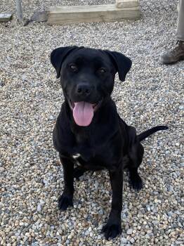 Black Labrador Retriever Dogs Available for Adoption in Lincoln, Illinois - Barnacle | PetCurious