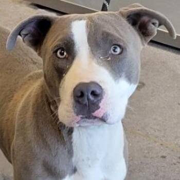 Mixed Breed Dogs Available for Adoption in Las Cruces, New Mexico - 106912 | PetCurious