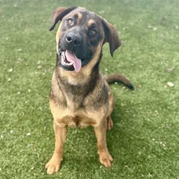 Pit Bull Terrier Dogs Available for Adoption in Red Bluff, California - Rufus | PetCurious