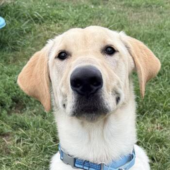Buttercream Benny -  Labrador Retriever Dog for Adoption in Auburn, Nebraska - Buttercream Benny | PetCurious