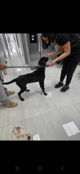 Labrador Retriever Dogs Available for Adoption in Lakewood Ranch, Florida - Marshall | PetCurious