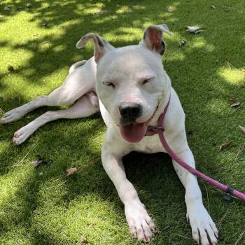 Pit Bull Terrier and Labrador Retriever Dogs Available for Adoption - Freckles | PetCurious