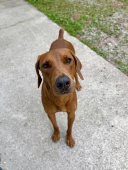 Pluto -  Redbone Coonhound and Mixed Breed Dog for Adoption in Harbor Springs, Michigan - Pluto | PetCurious