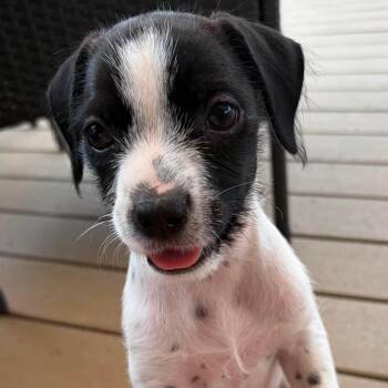 Gelato -  Miniature Pinscher Dog for Adoption in Brockport, New York - Gelato | PetCurious