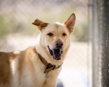 Rescue Shepherd Dogs for Adoption in Twentynine Palms, California - Sonny | PetCurious
