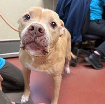 Rescue Pit Bull Terrier Dogs for Adoption in Salisbury, Maryland - Beatrice | PetCurious