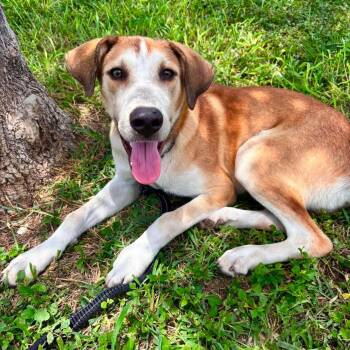 Luke -  Hound and Beagle Dog for Adoption in Harlingen, Texas - Luke | PetCurious