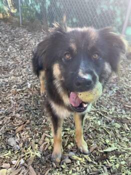 Brody -  Australian Shepherd Dog for Adoption in Snoqualmie, Washington - Brody | PetCurious
