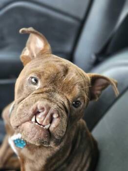 American Bulldog Dogs Available for Adoption in Lakeland, Florida - Taz | PetCurious