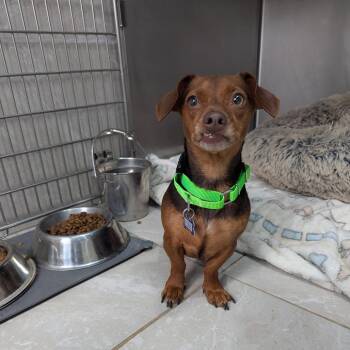 Chihuahua and Dachshund Dogs Available for Adoption in Boerne, Texas - Rue | PetCurious